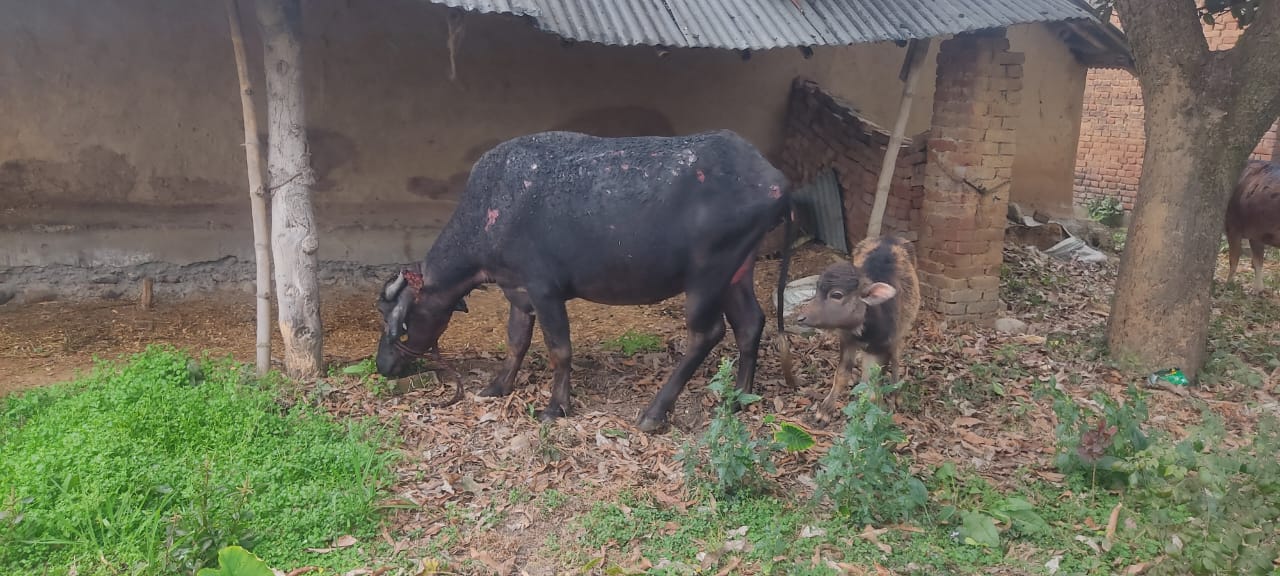 पिरथीपुर गाँव में अचानक लगी आग में पशुशाला में एक भैंस व गाय झुलसी